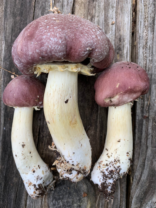Wine Cap Stropharia Rugoso Anulata Living Mulch Mushroom Garden