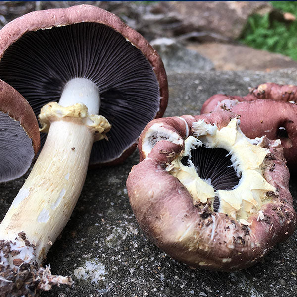 Wine Cap Stropharia Rugoso Anulata Living Mulch Mushroom Garden