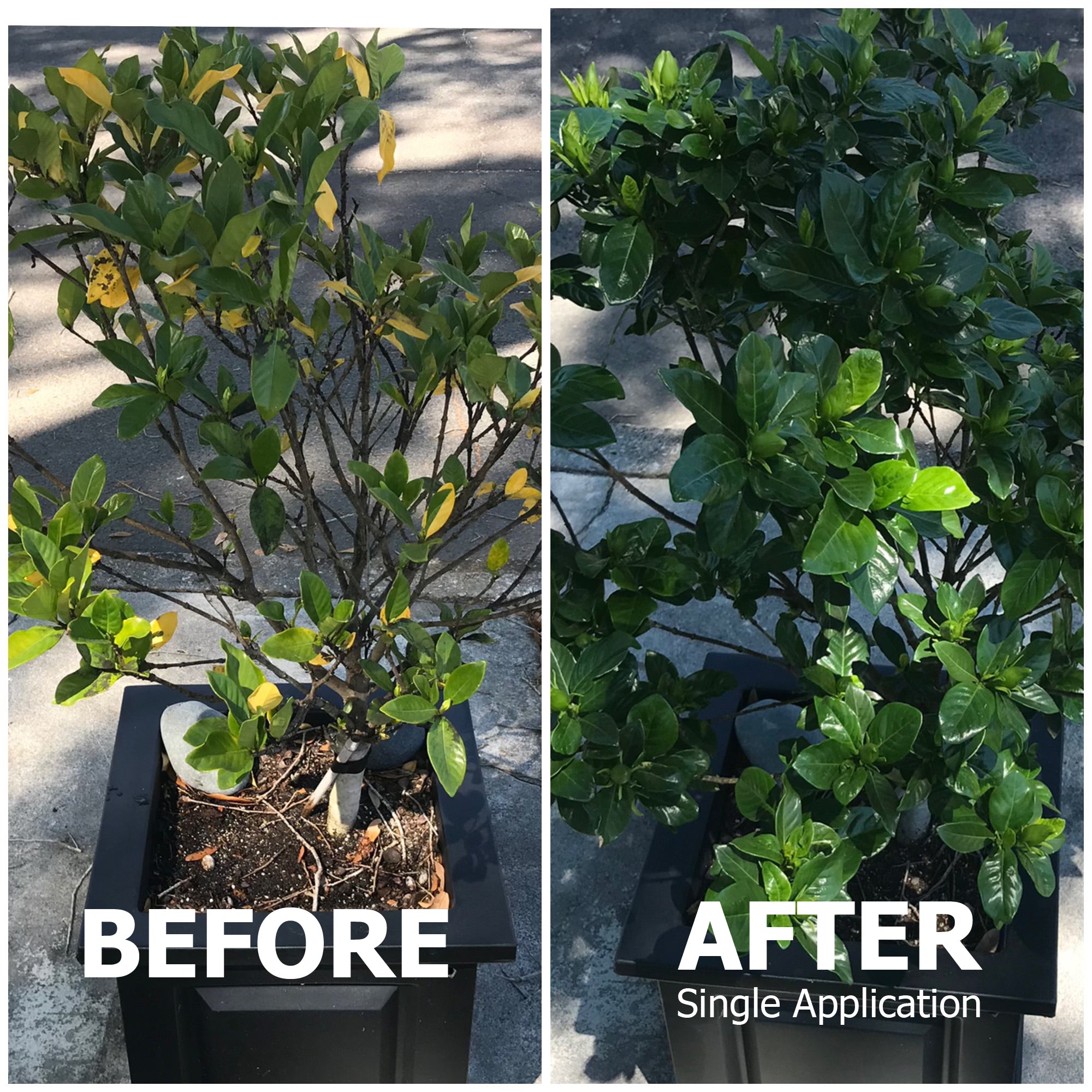 20-20-20 All Purpose Fertilizer with Kelp Micronutrients Plant Food