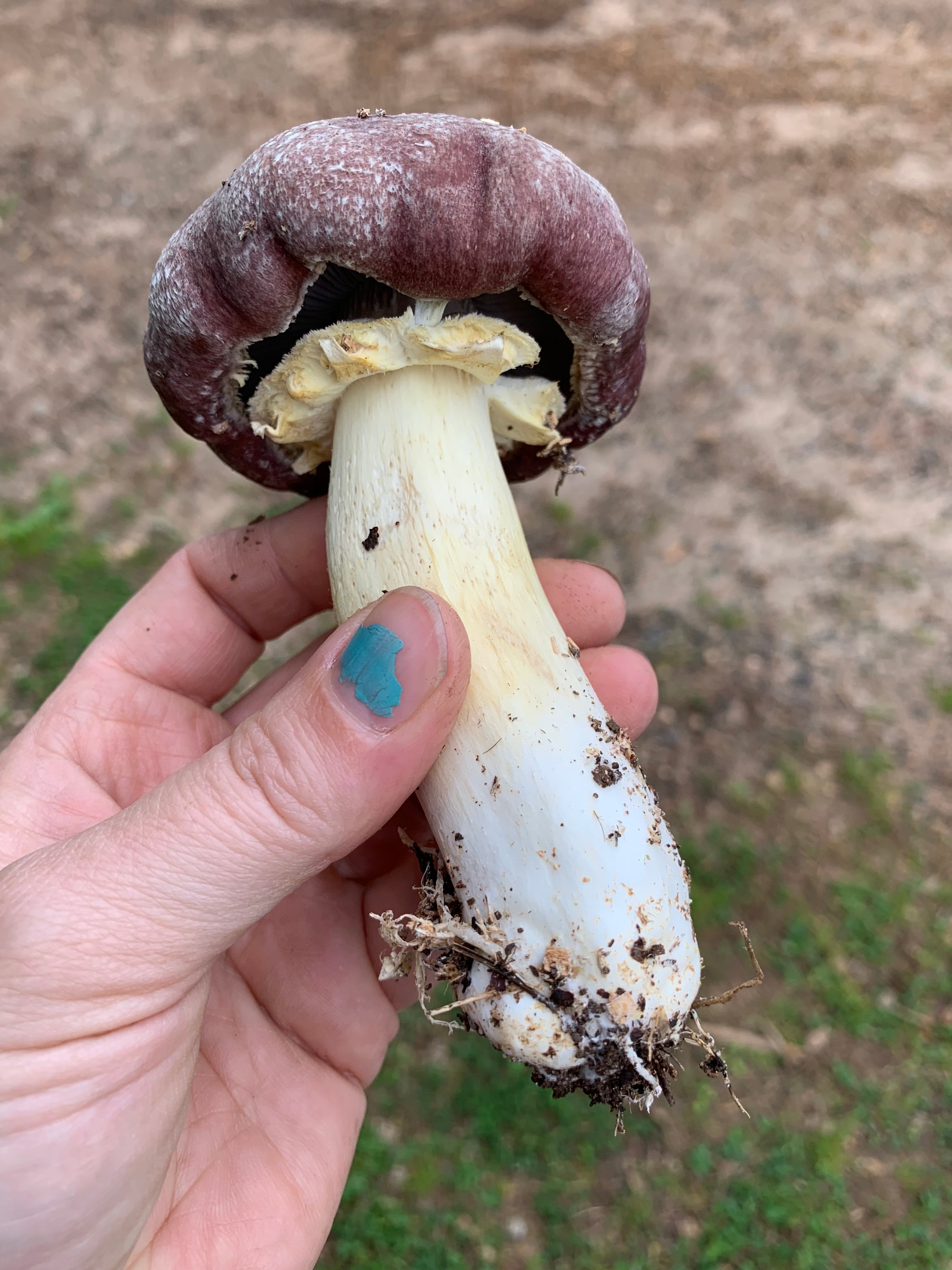 Wine Cap Stropharia Rugoso Anulata Living Mulch Mushroom Garden