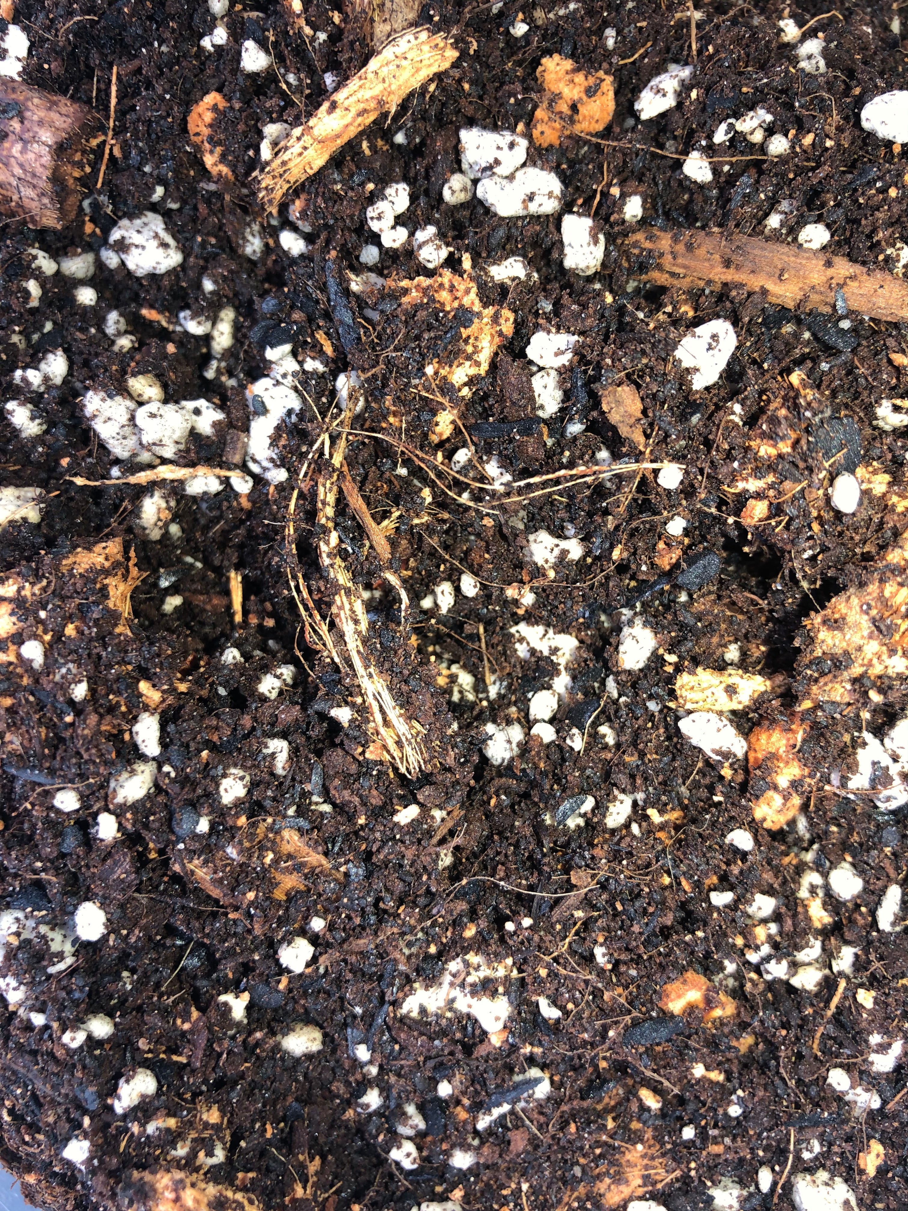 Premium Potting Mix Organic Nutrient Rich Soil Blend Medium