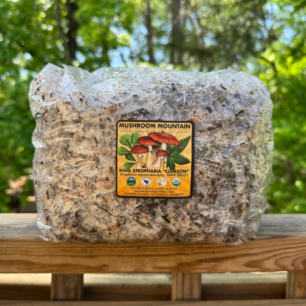 Wine Cap Stropharia Rugoso Anulata Living Mulch Mushroom Garden