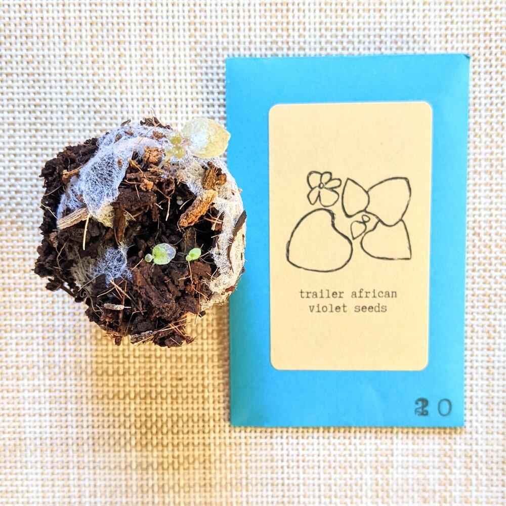 African Violet Seeds Colorful Indoor Flower Houseplant Blooming Plant