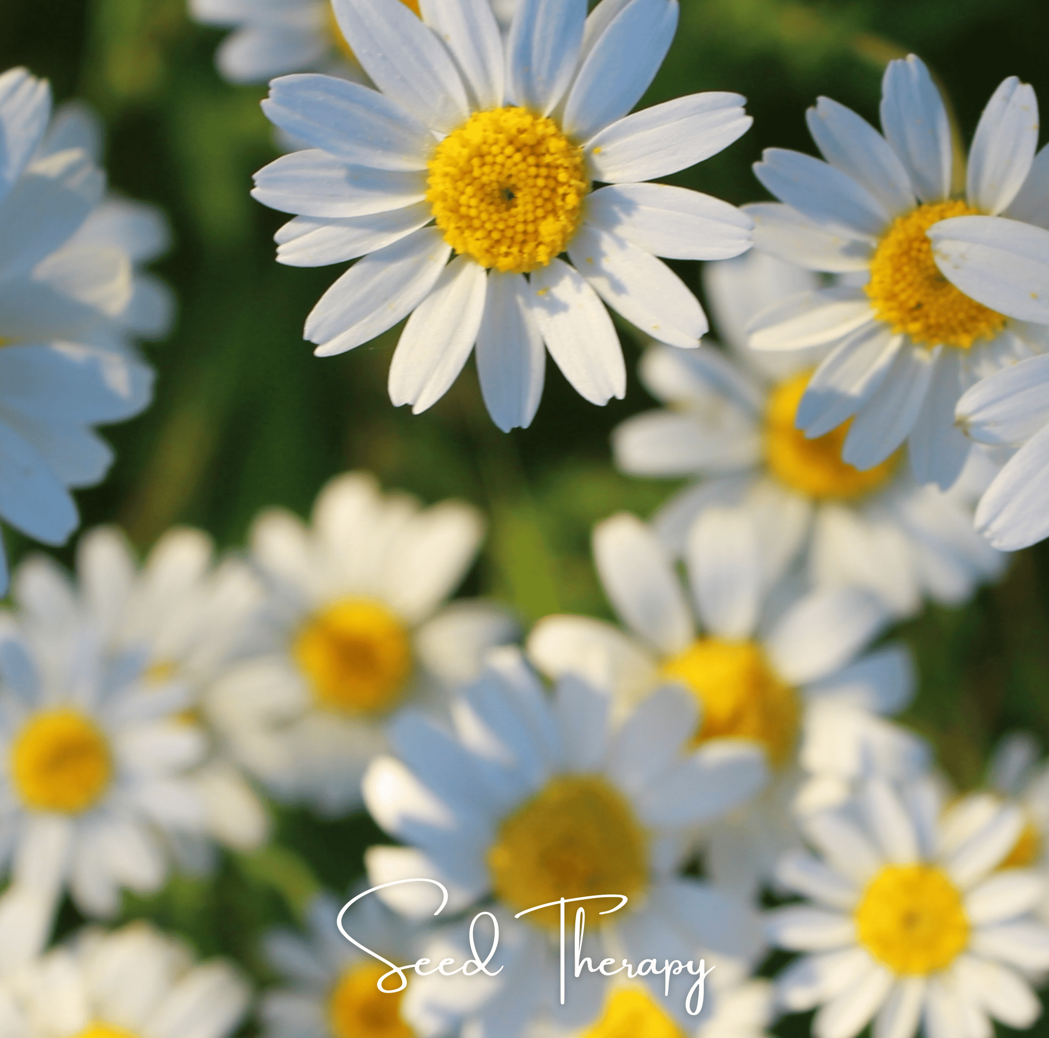 Roman Chamomile Seeds Aromatic Herb Garden Tea Ground Cover Plant