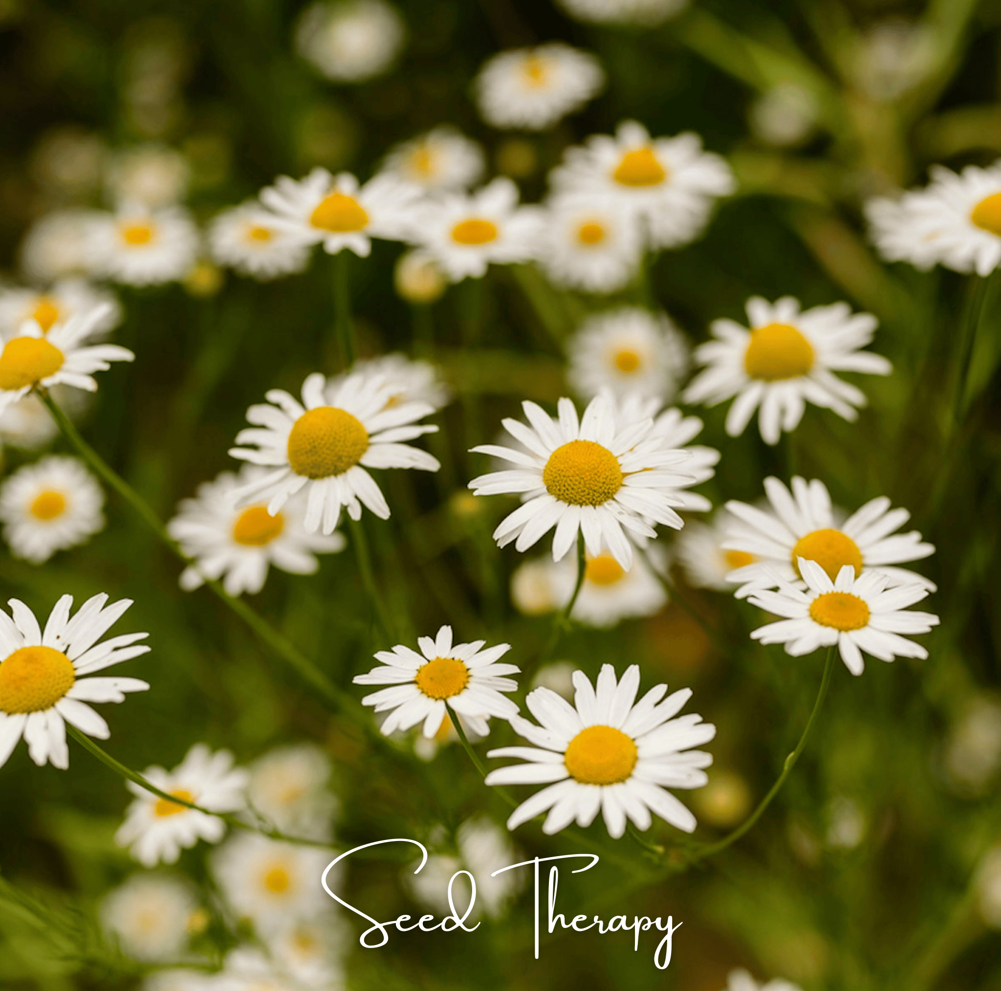 Roman Chamomile Seeds Aromatic Herb Garden Tea Ground Cover Plant
