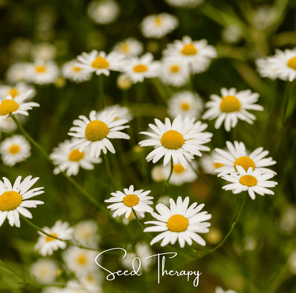 Roman Chamomile Seeds Aromatic Herb Garden Tea Ground Cover Plant
