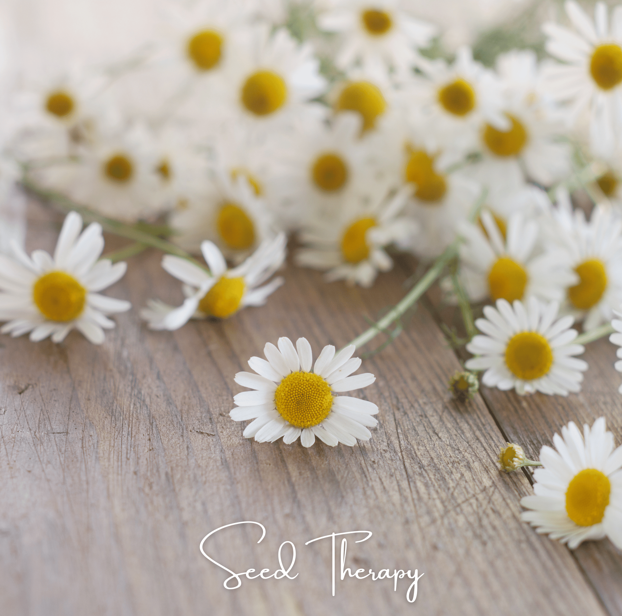 Roman Chamomile Seeds Aromatic Herb Garden Tea Ground Cover Plant