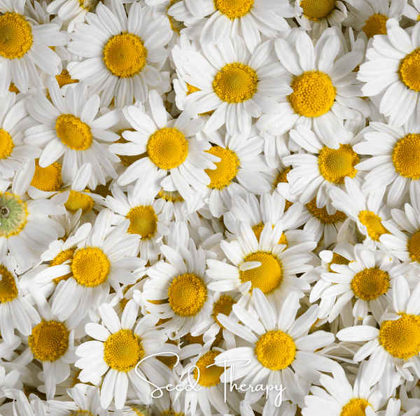 Roman Chamomile Seeds Aromatic Herb Garden Tea Ground Cover Plant