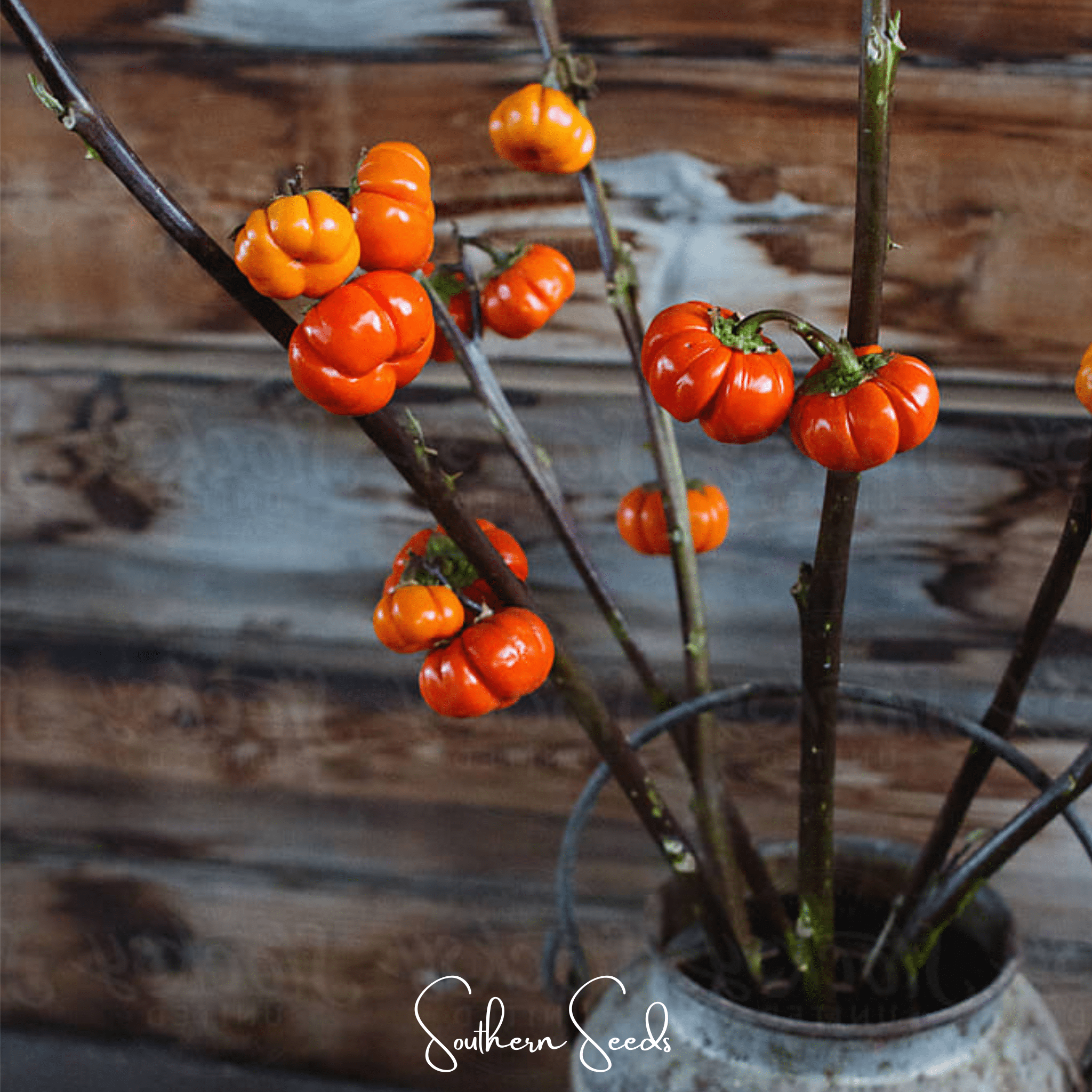 Pumpkin on a Stick Eggplant Seeds Ornamental Vegetable Garden Plant