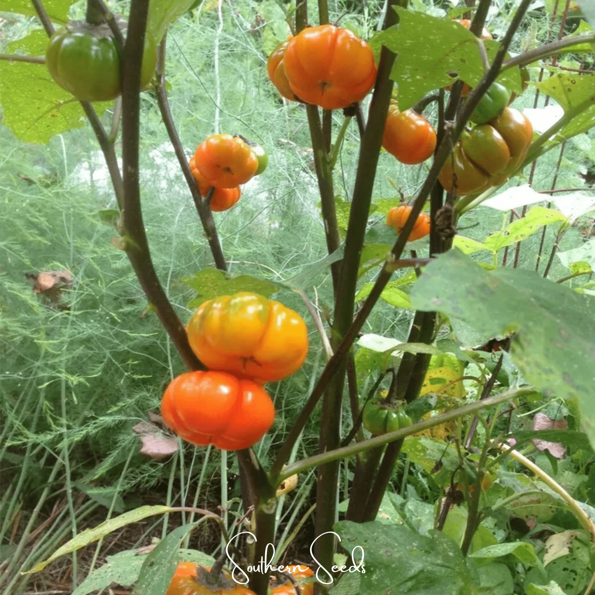 Pumpkin on a Stick Eggplant Seeds Ornamental Vegetable Garden Plant