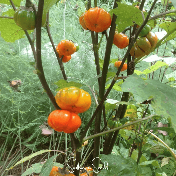 Pumpkin on a Stick Eggplant Seeds Ornamental Vegetable Garden Plant