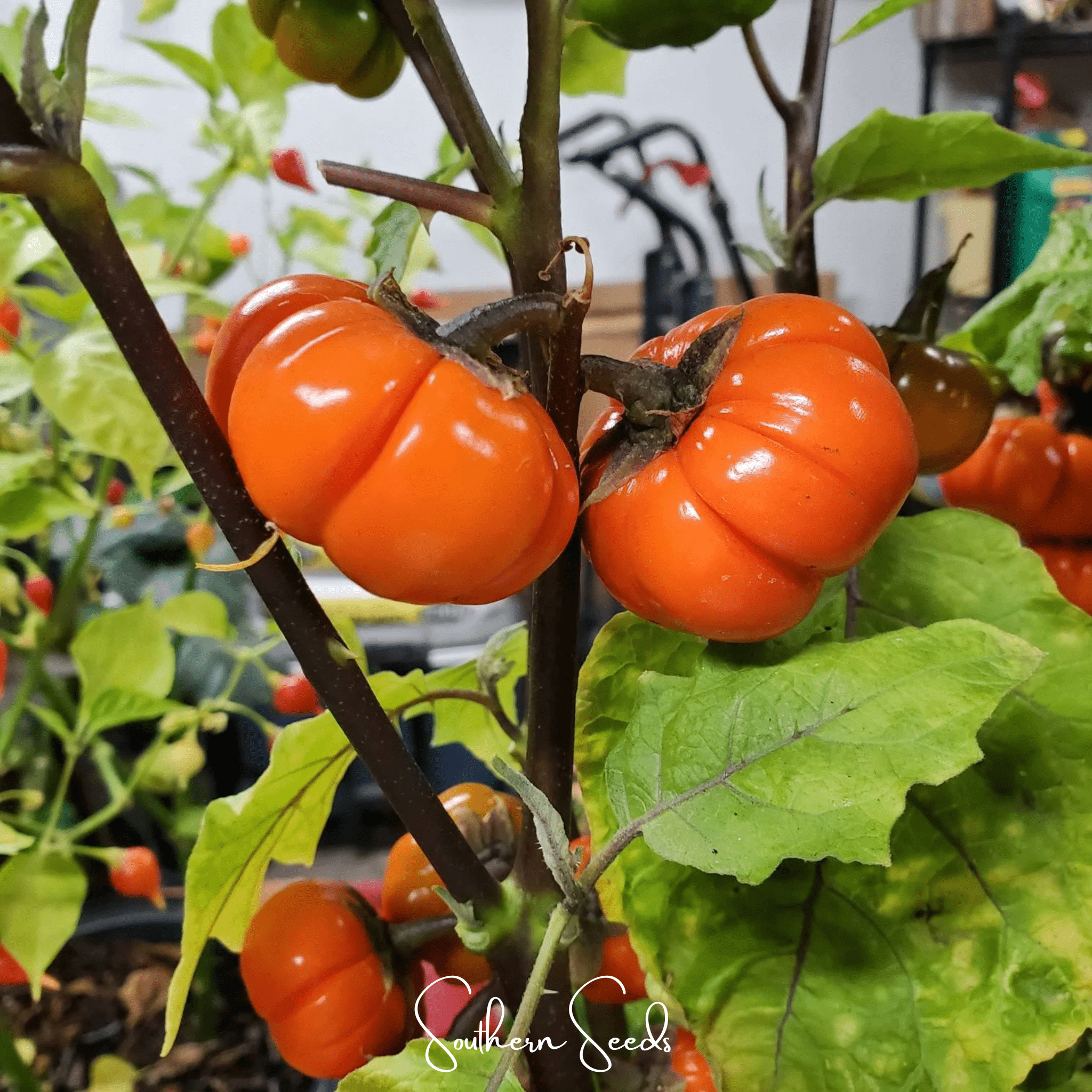 Pumpkin on a Stick Eggplant Seeds Ornamental Vegetable Garden Plant