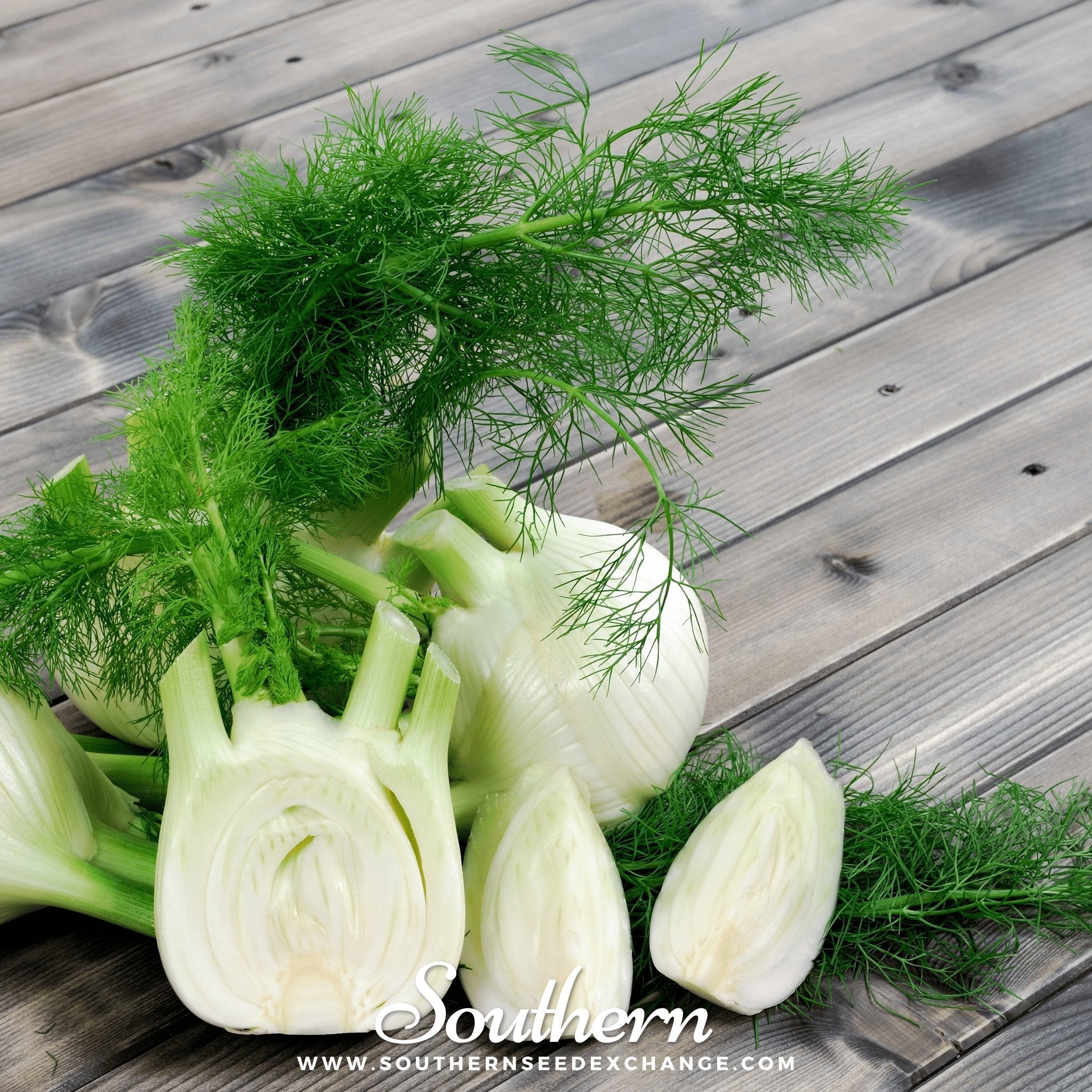 Florence Fennel Seeds Heirloom Vegetable Garden Aromatic Bulb Plant