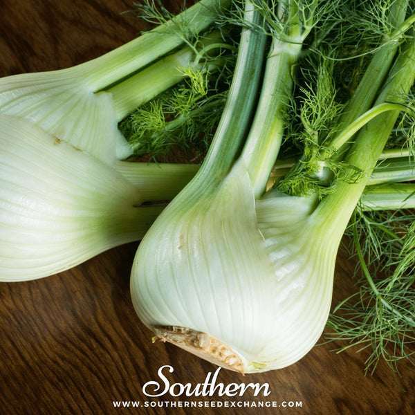 Florence Fennel Seeds Heirloom Vegetable Garden Aromatic Bulb Plant