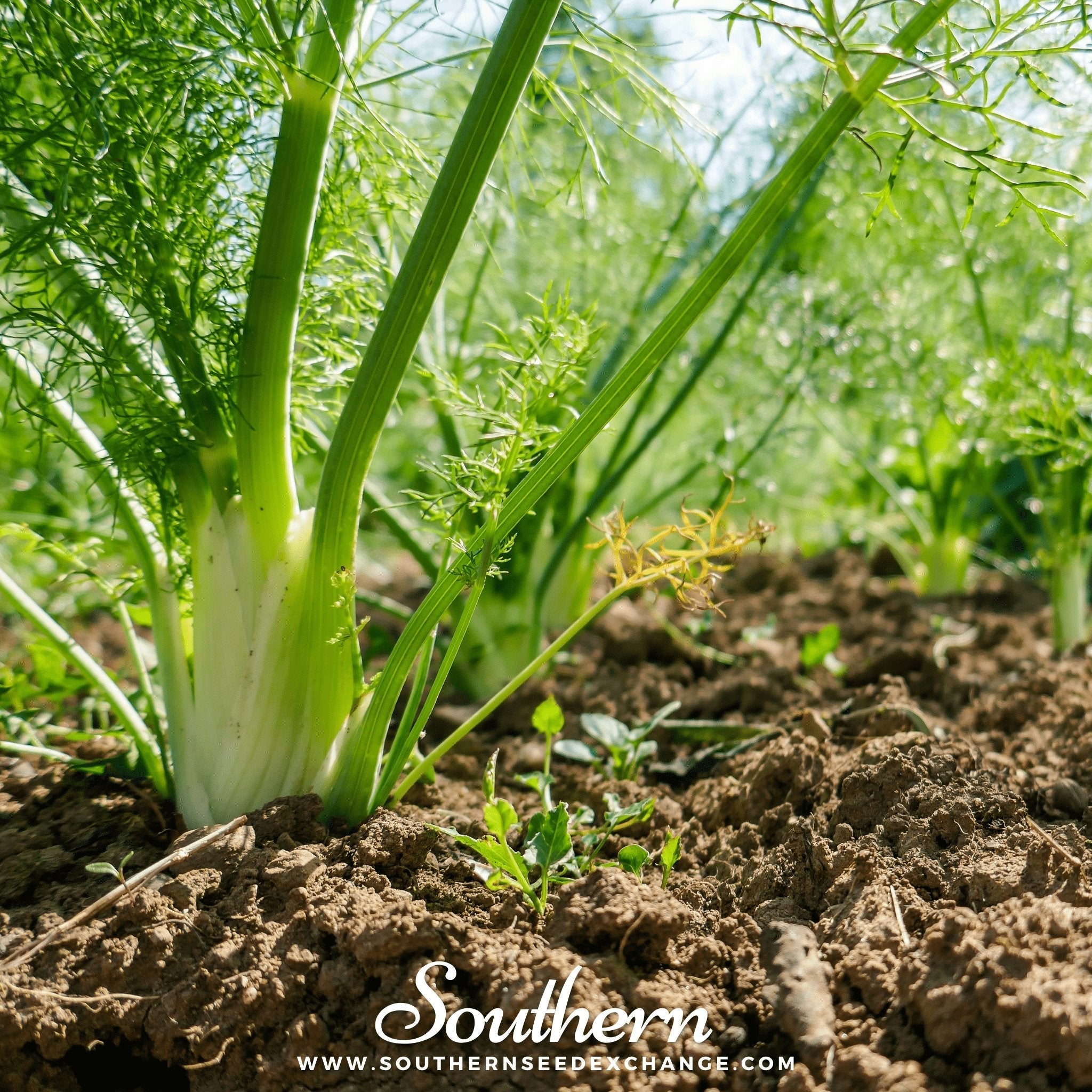 Florence Fennel Seeds Heirloom Vegetable Garden Aromatic Bulb Plant