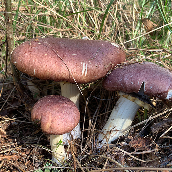 Wine Cap Stropharia Rugoso Anulata Living Mulch Mushroom Garden