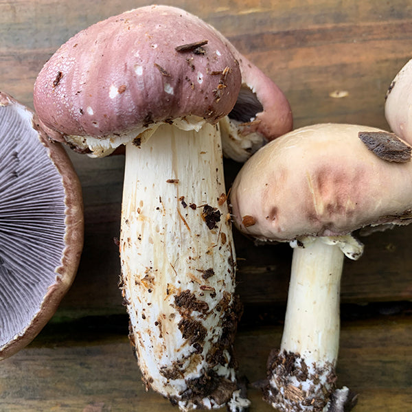 Wine Cap Stropharia Rugoso Anulata Living Mulch Mushroom Garden