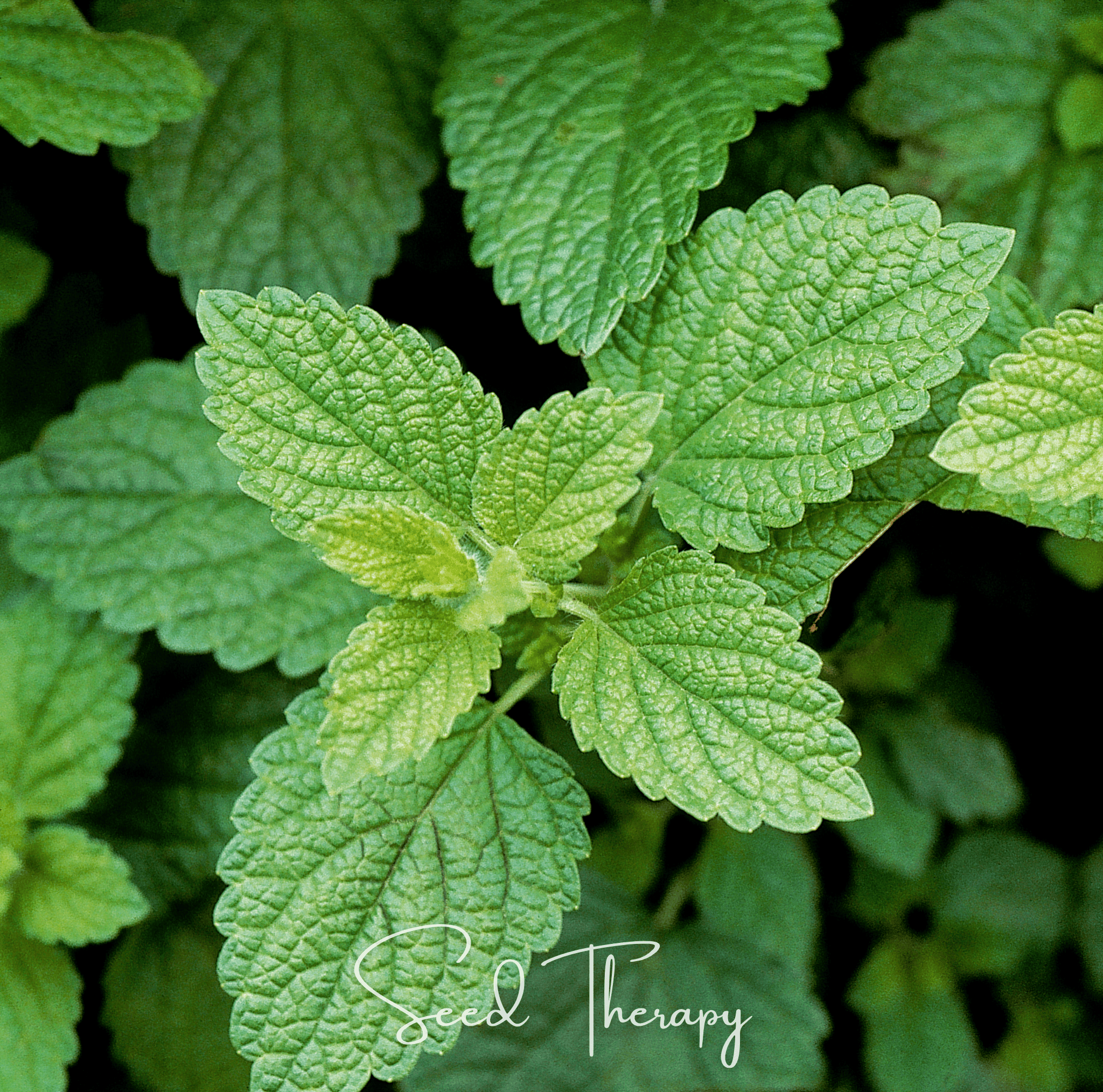 Lemon Balm Seeds Aromatic Herb Garden Tea Medicinal Plant