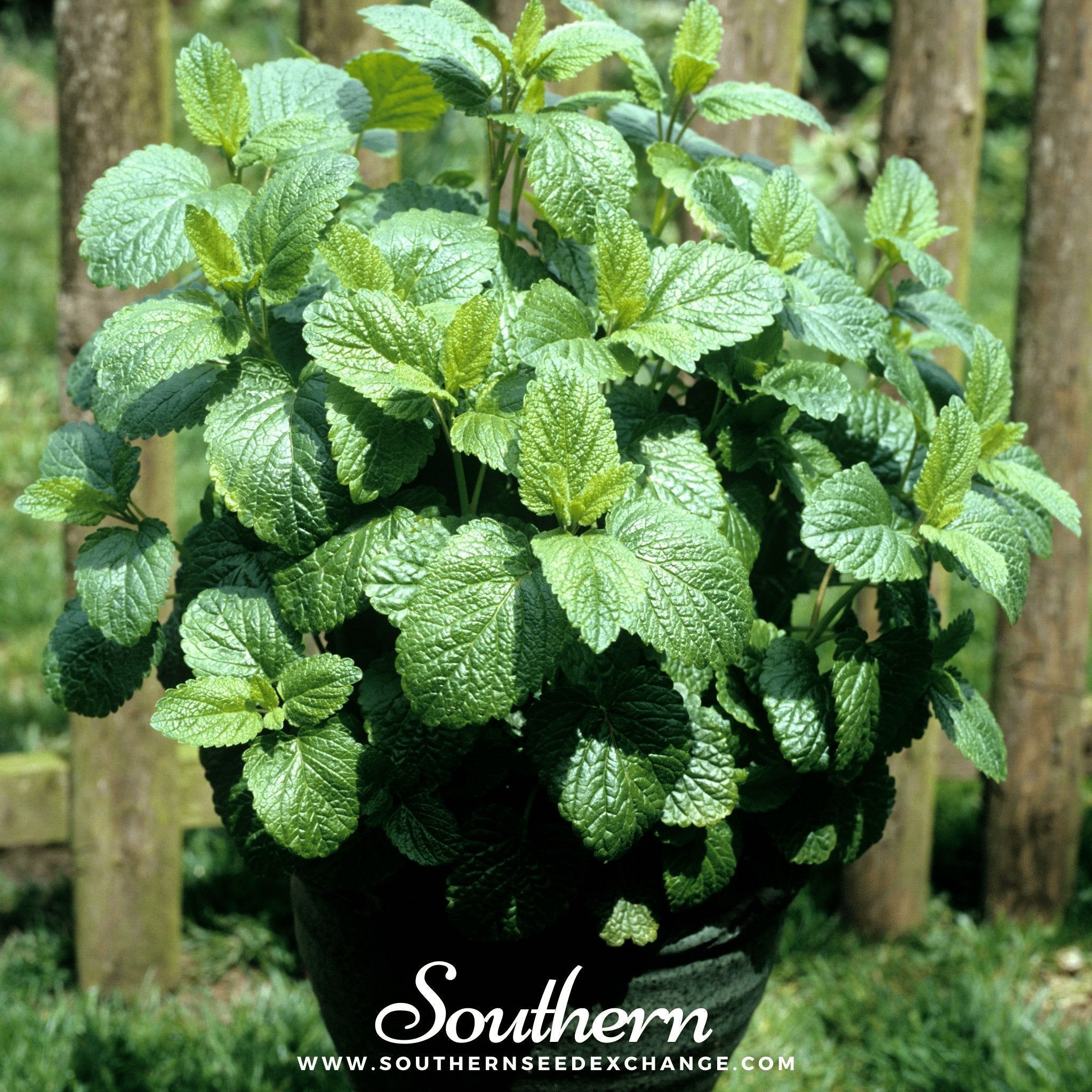 Lemon Balm Seeds Aromatic Herb Garden Tea Medicinal Plant