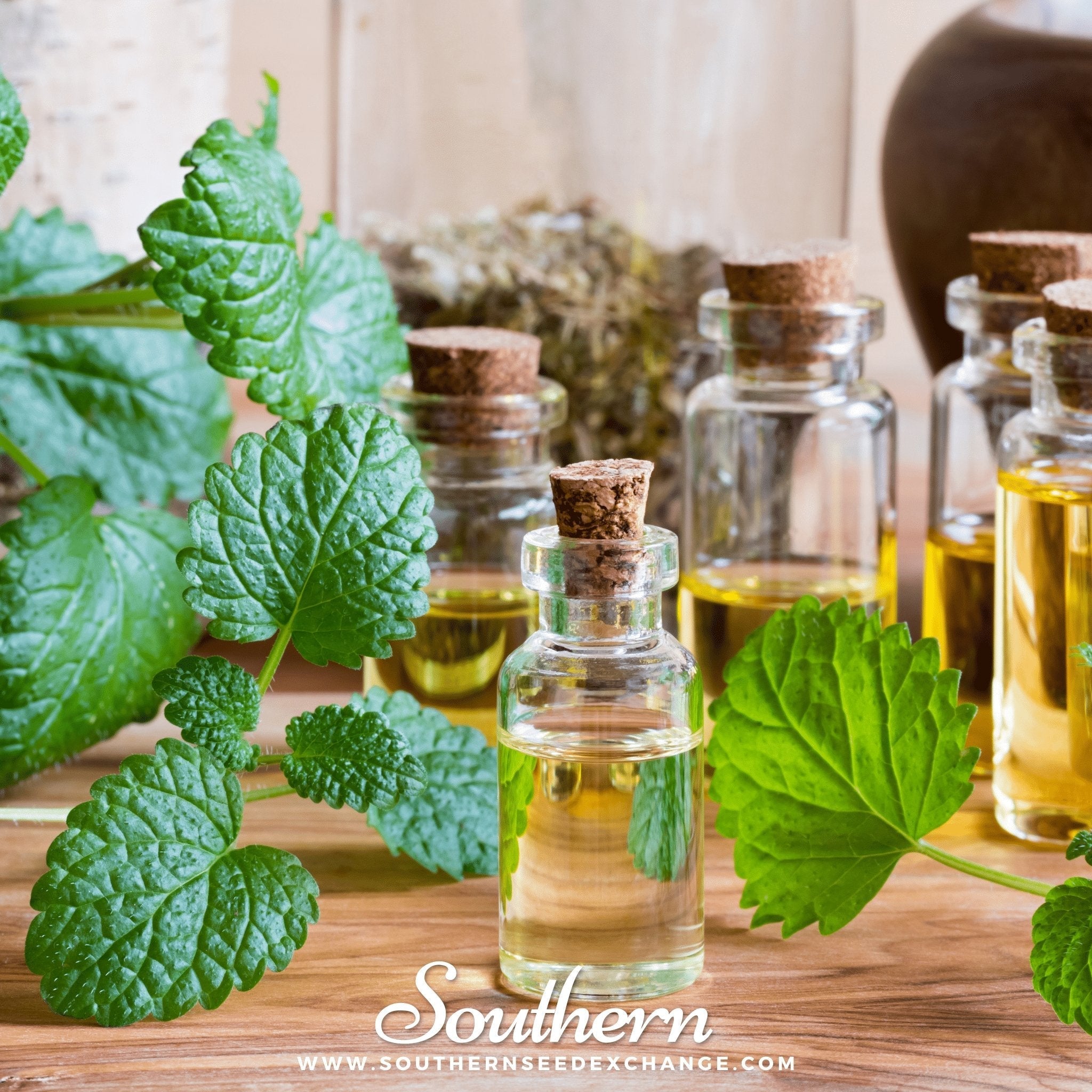Lemon Balm Seeds Aromatic Herb Garden Tea Medicinal Plant