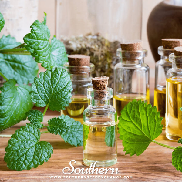 Lemon Balm Seeds Aromatic Herb Garden Tea Medicinal Plant