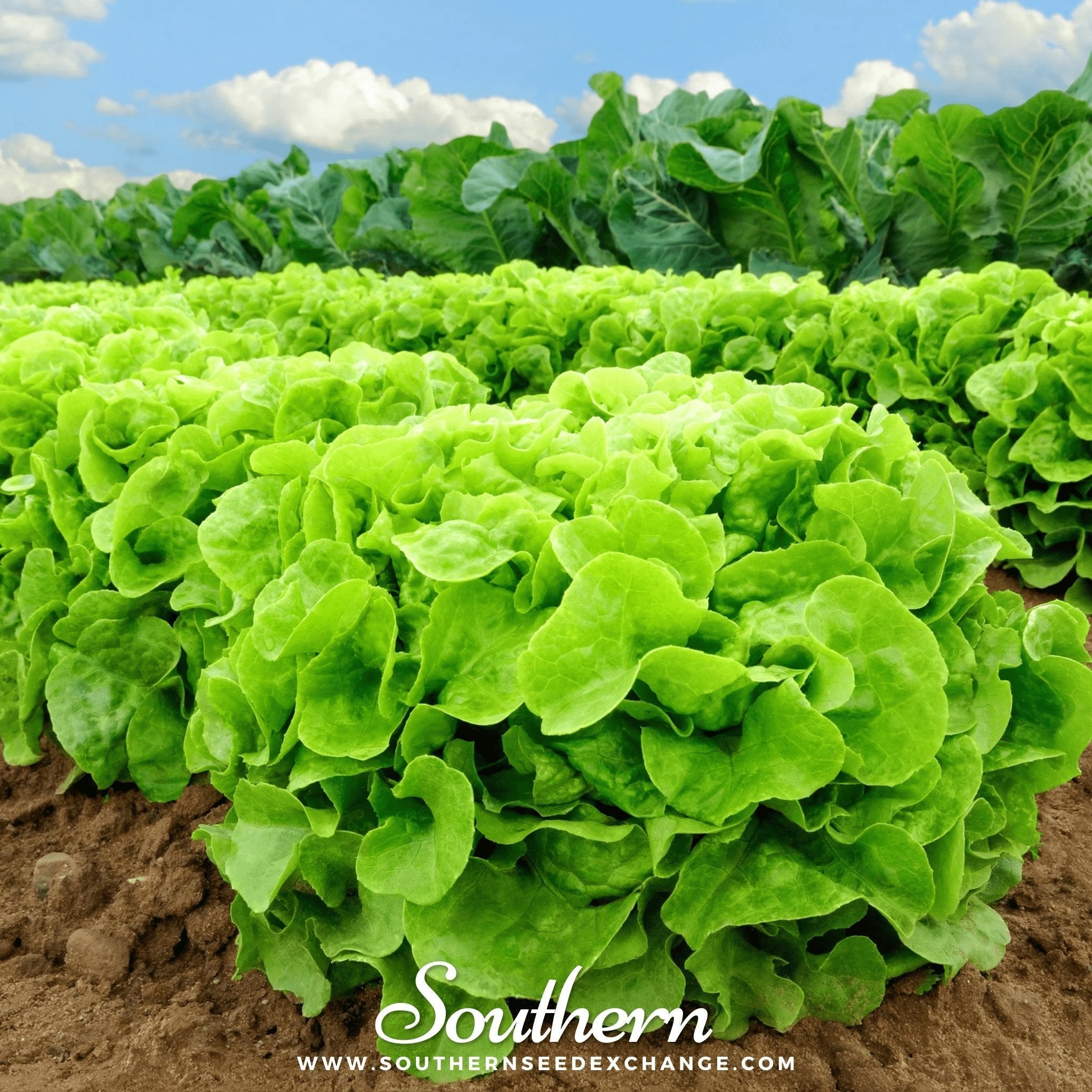 Buttercrunch Lettuce Seeds 500 Count Heirloom Crisp Salad Greens