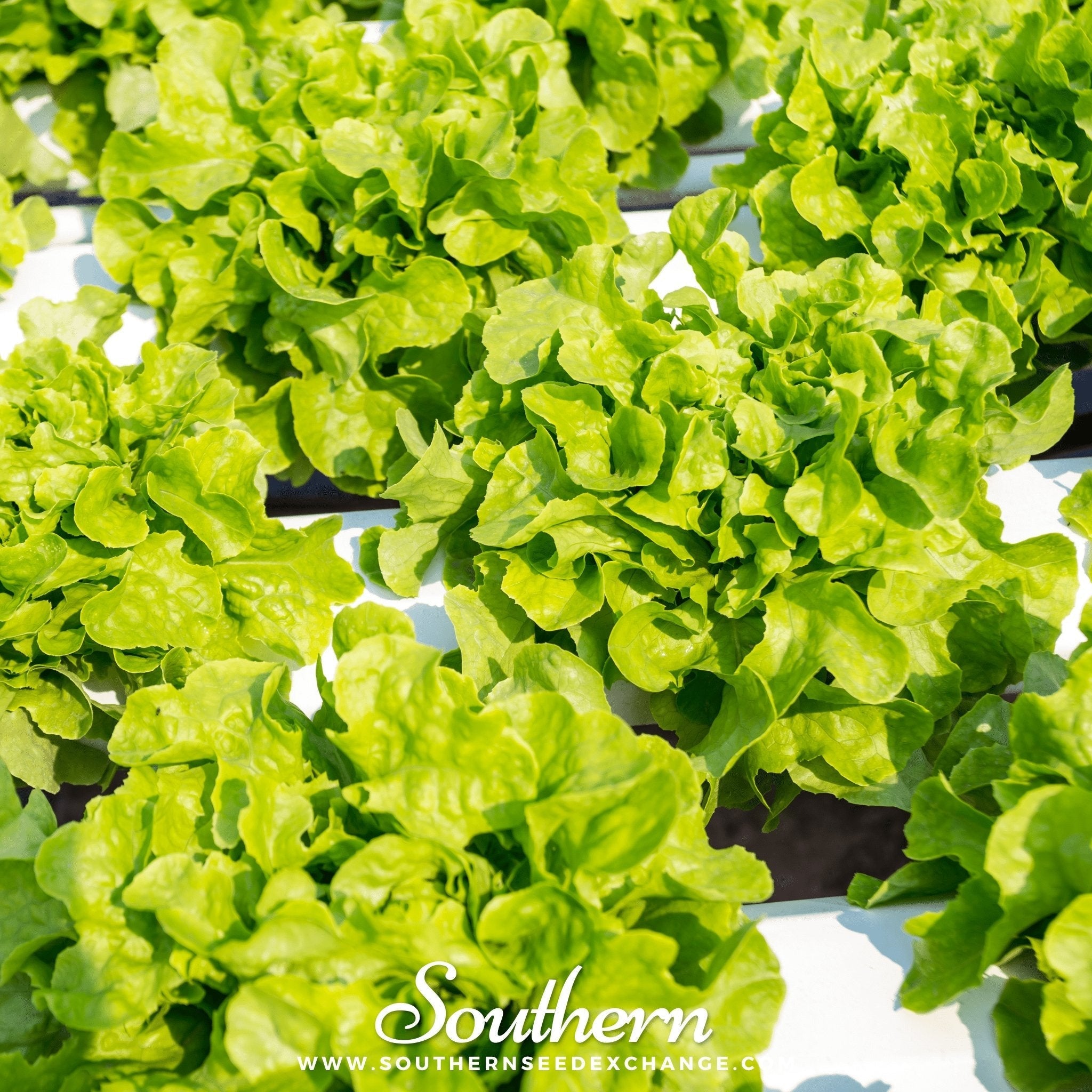 Buttercrunch Lettuce Seeds 500 Count Heirloom Crisp Salad Greens