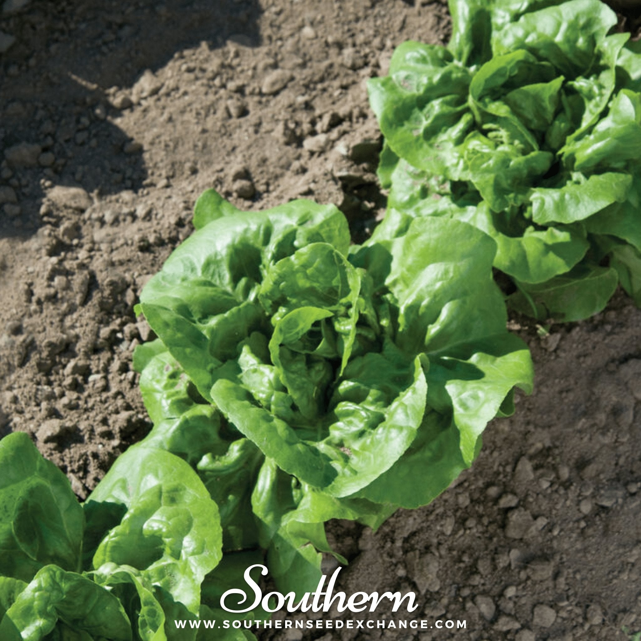 Buttercrunch Lettuce Seeds 500 Count Heirloom Crisp Salad Greens
