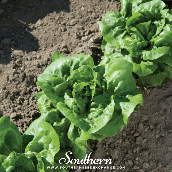 Buttercrunch Lettuce Seeds 500 Count Heirloom Crisp Salad Greens
