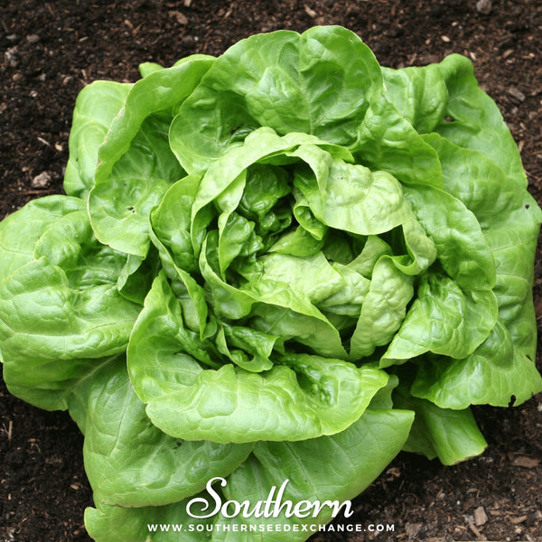 Buttercrunch Lettuce Seeds 500 Count Heirloom Crisp Salad Greens