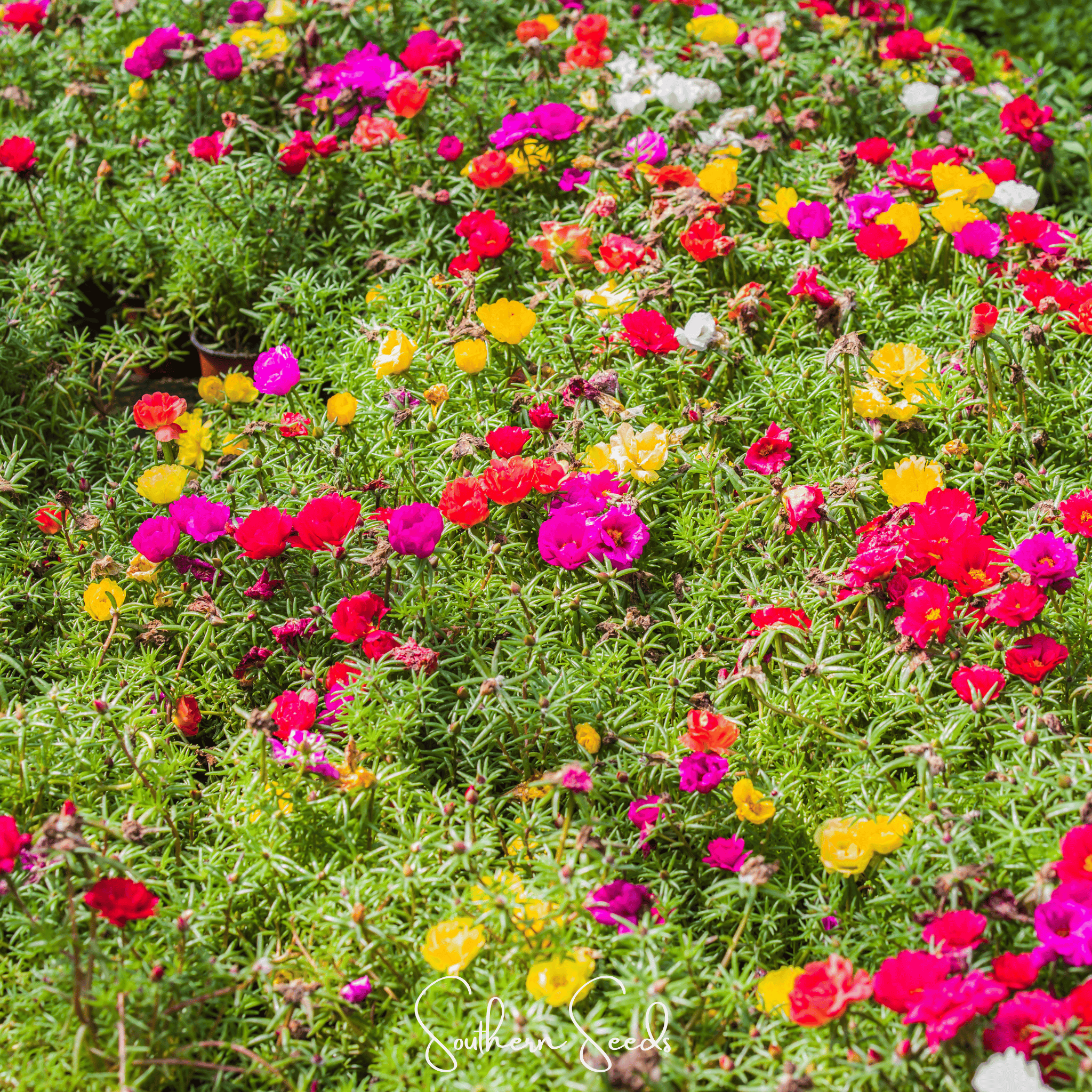 Moss Rose Mix 250 Seeds Colorful Flower Garden Ground Cover