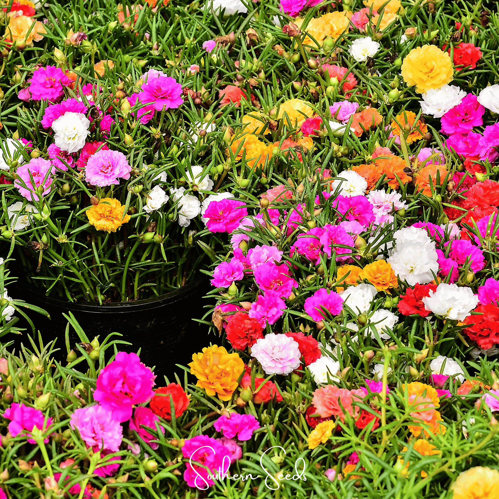 Moss Rose Mix 250 Seeds Colorful Flower Garden Ground Cover