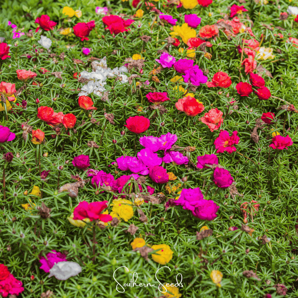 Moss Rose Mix 250 Seeds Colorful Flower Garden Ground Cover