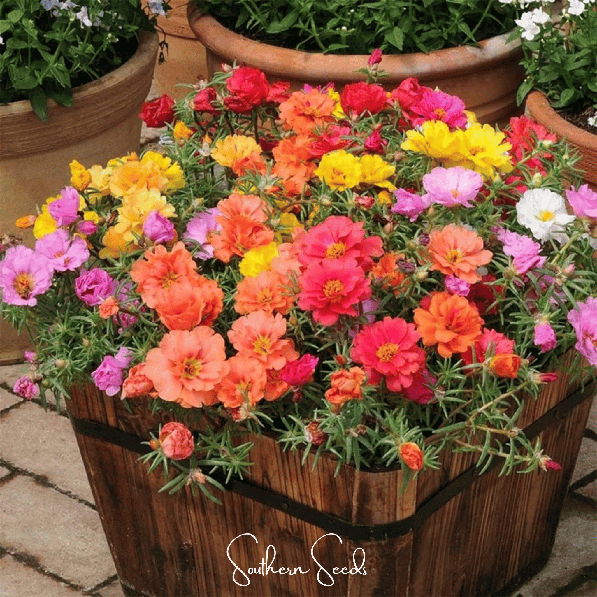 Moss Rose Mix 250 Seeds Colorful Flower Garden Ground Cover