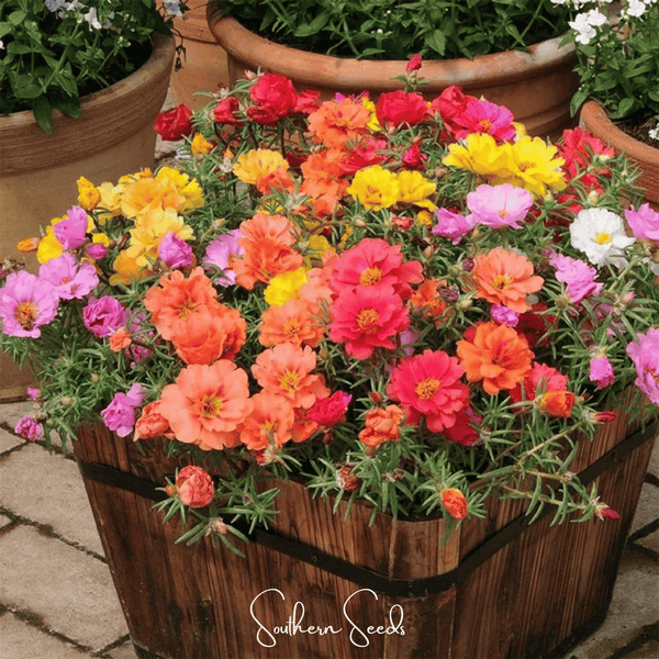 Moss Rose Mix 250 Seeds Colorful Flower Garden Ground Cover