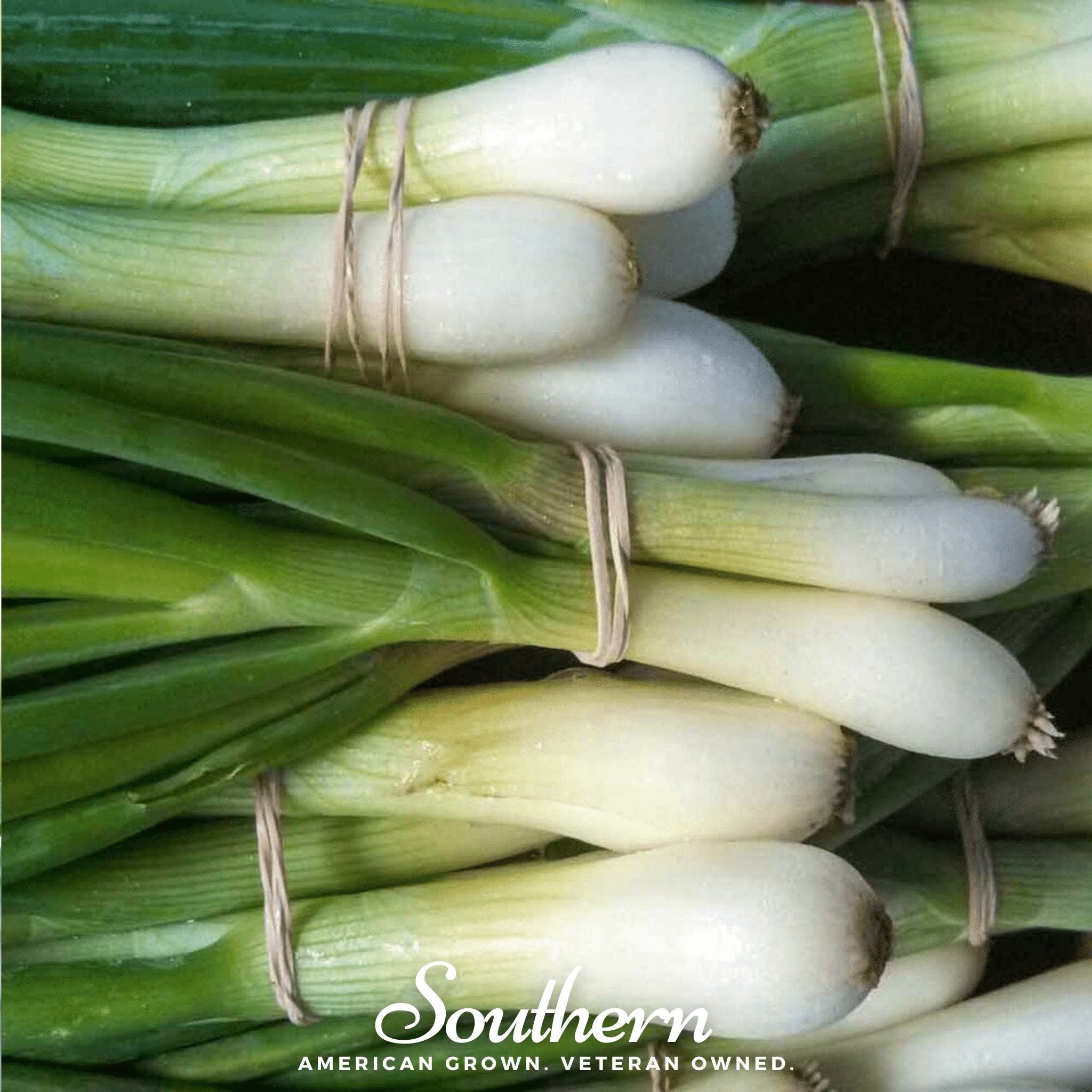 Tokyo Long White Onion Seeds Green Scallion Garden Vegetable Plant