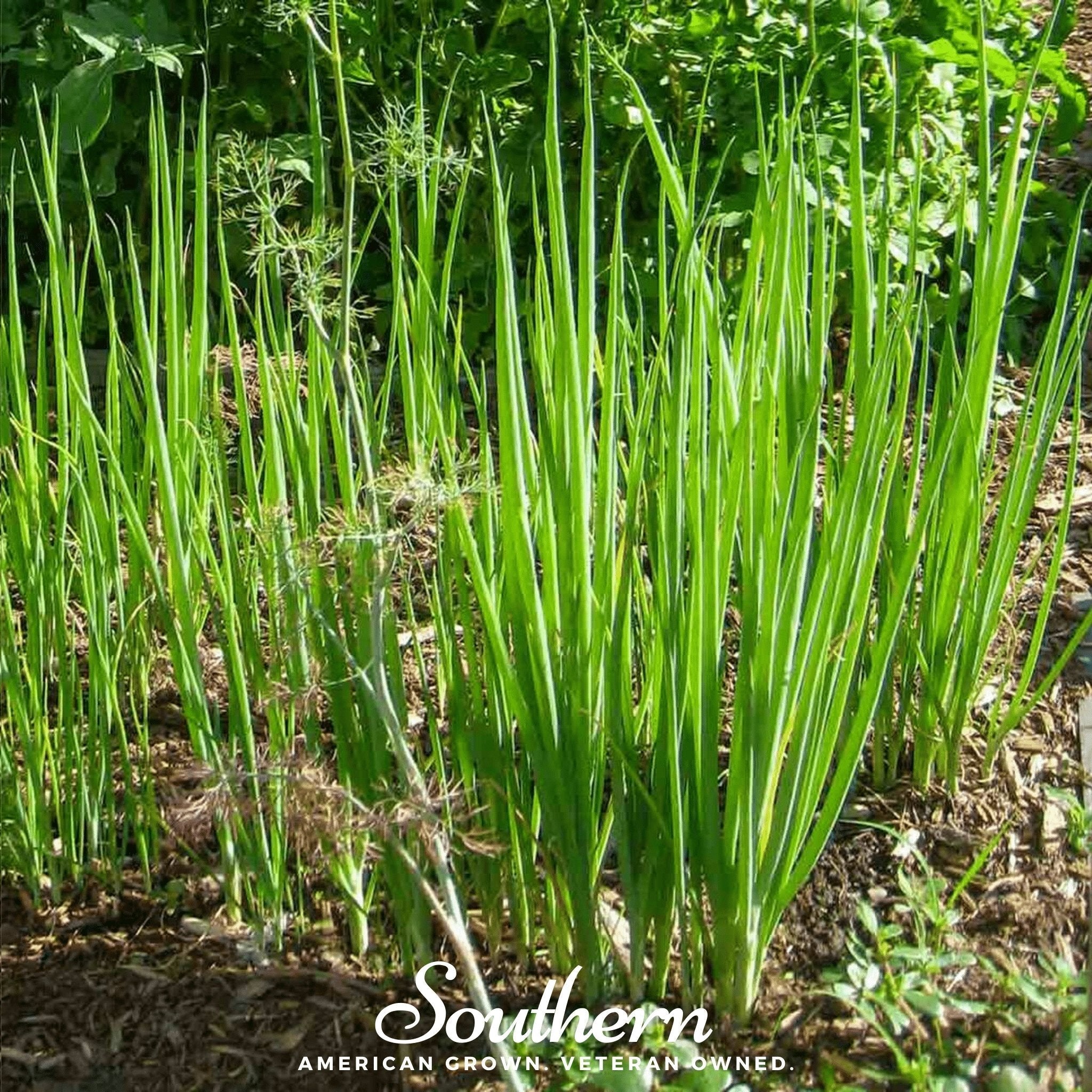 Tokyo Long White Onion Seeds Green Scallion Garden Vegetable Plant