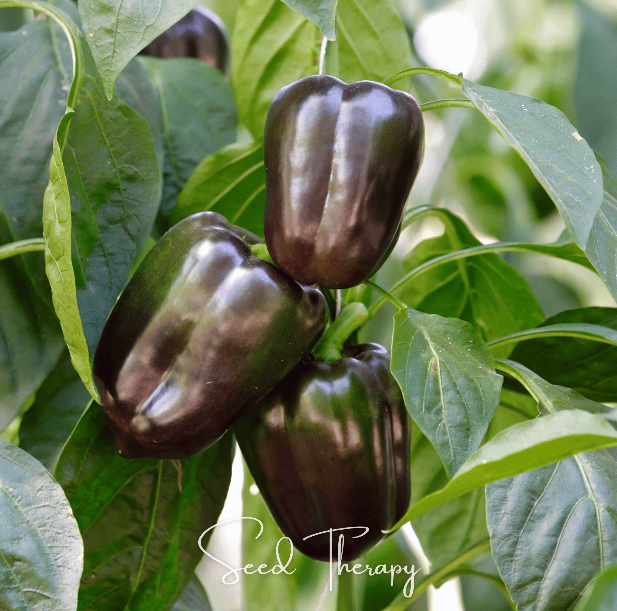Chocolate Beauty Bell Pepper Seeds Heirloom Sweet Vegetable Garden