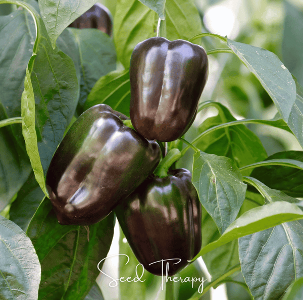 Chocolate Beauty Bell Pepper Seeds Heirloom Sweet Vegetable Garden
