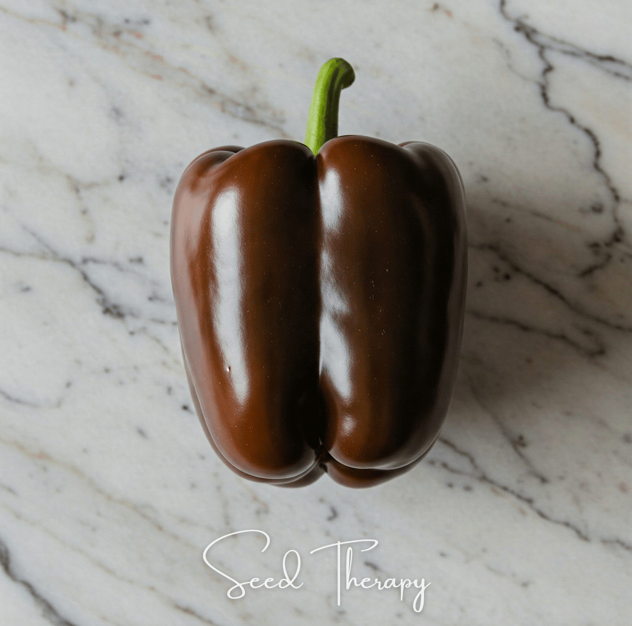 Chocolate Beauty Bell Pepper Seeds Heirloom Sweet Vegetable Garden