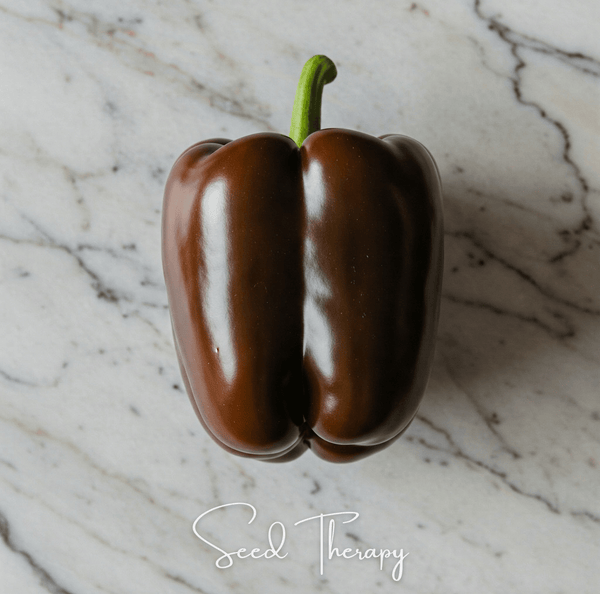 Chocolate Beauty Bell Pepper Seeds Heirloom Sweet Vegetable Garden