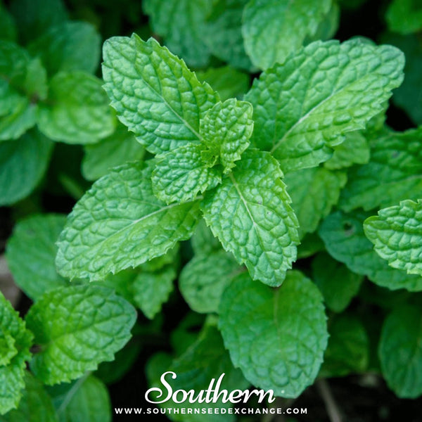 Peppermint Seeds Aromatic Herb Garden Tea Culinary Medicinal Plant