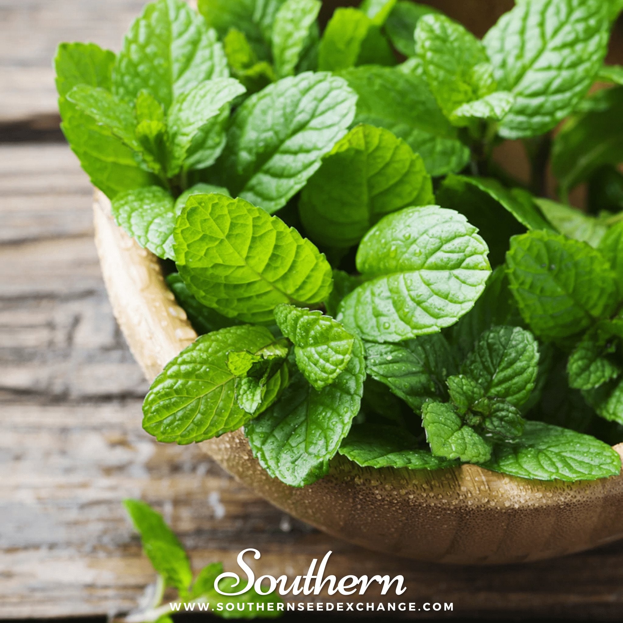 Peppermint Seeds Aromatic Herb Garden Tea Culinary Medicinal Plant
