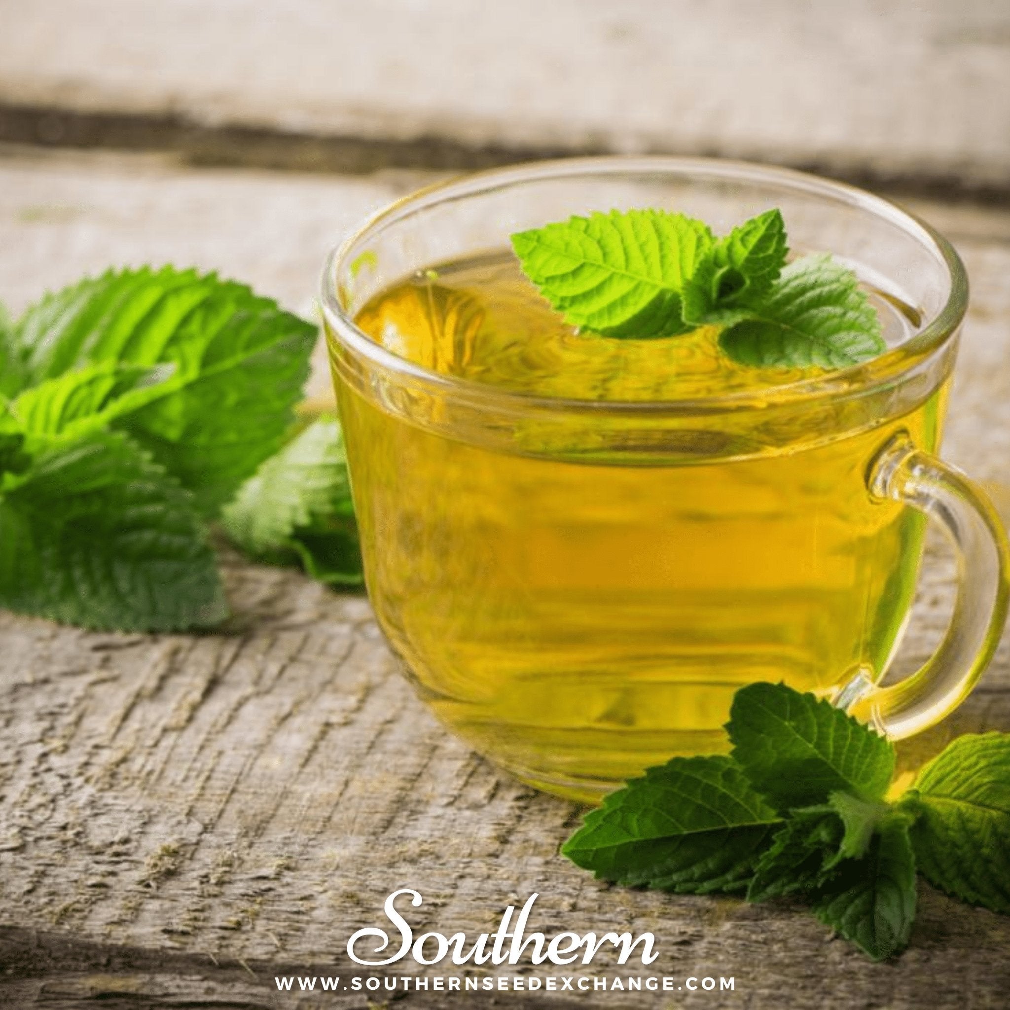 Peppermint Seeds Aromatic Herb Garden Tea Culinary Medicinal Plant
