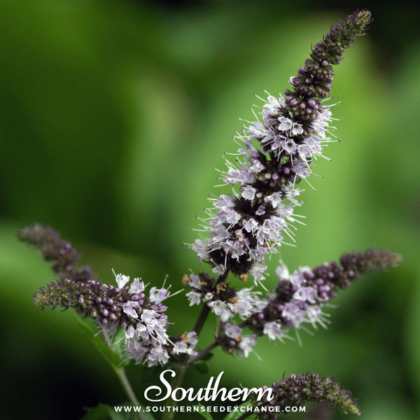 Peppermint Seeds Aromatic Herb Garden Tea Culinary Medicinal Plant