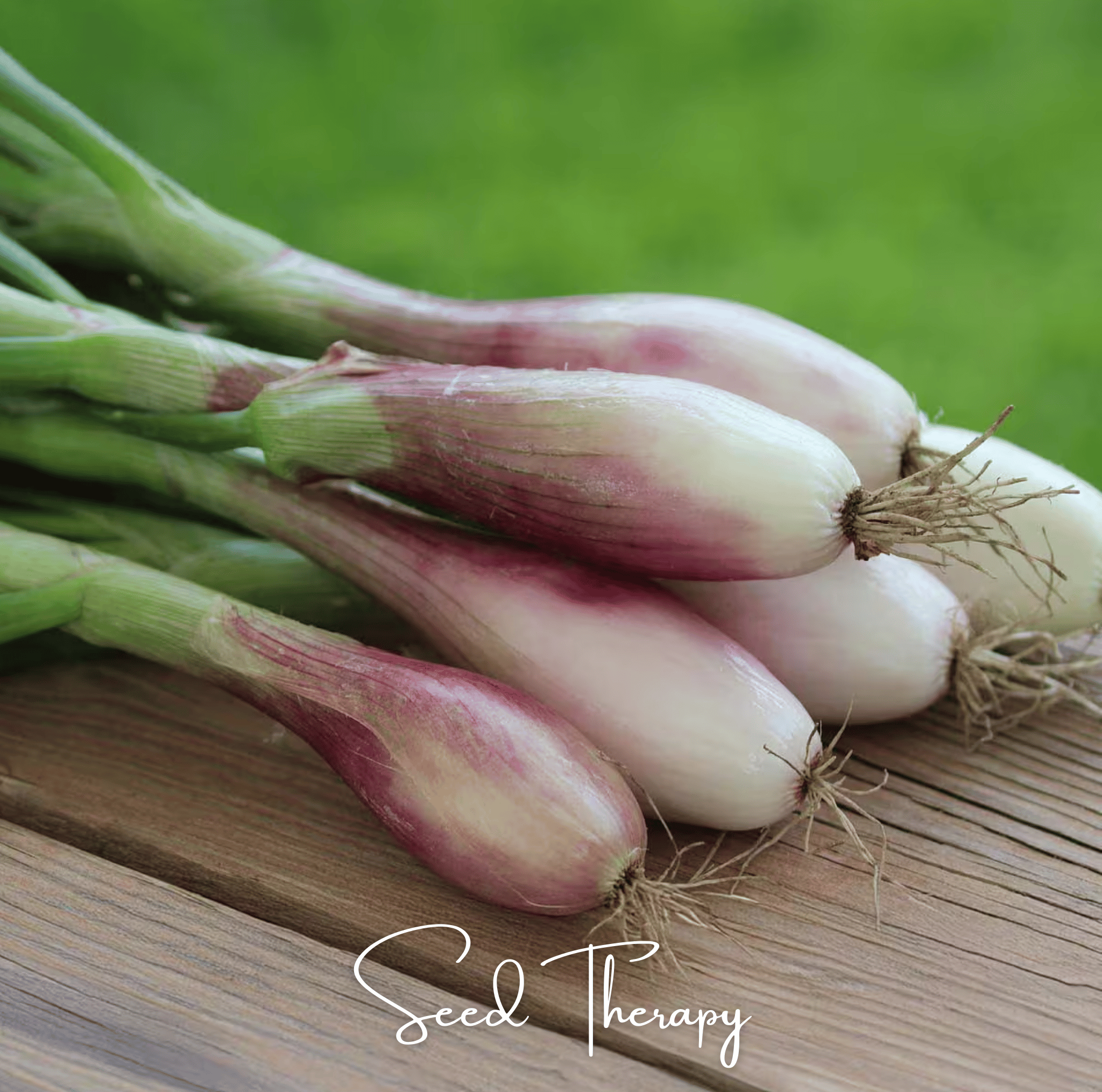 Zebrune Shallot Seeds Heirloom Gourmet Onion Garden Vegetable Plant