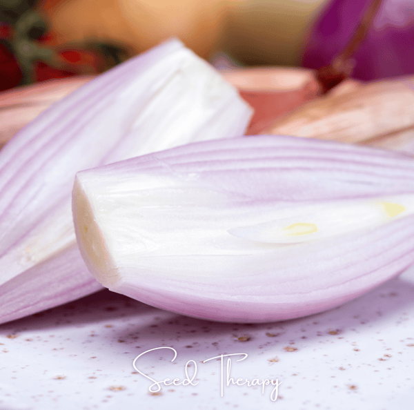 Zebrune Shallot Seeds Heirloom Gourmet Onion Garden Vegetable Plant