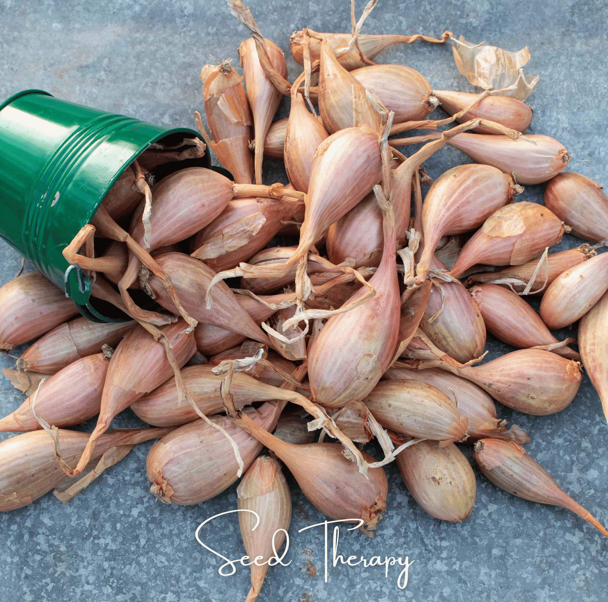 Zebrune Shallot Seeds Heirloom Gourmet Onion Garden Vegetable Plant
