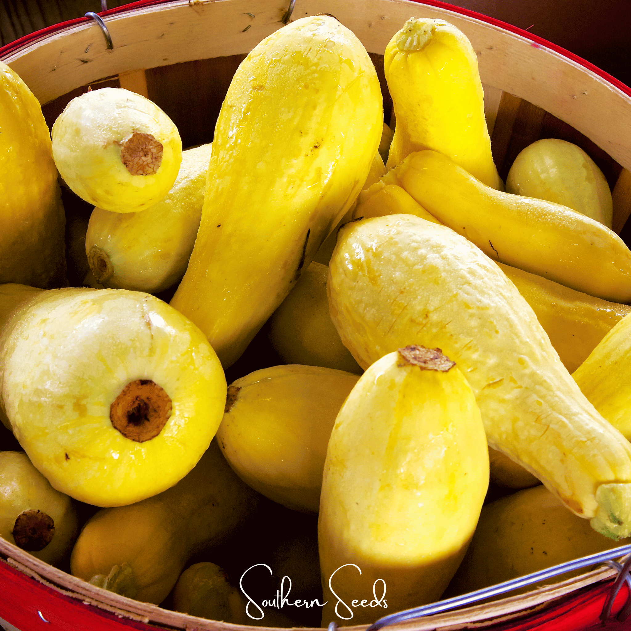 Early Prolific Straightneck Squash Seeds Heirloom Garden Vegetable Plant