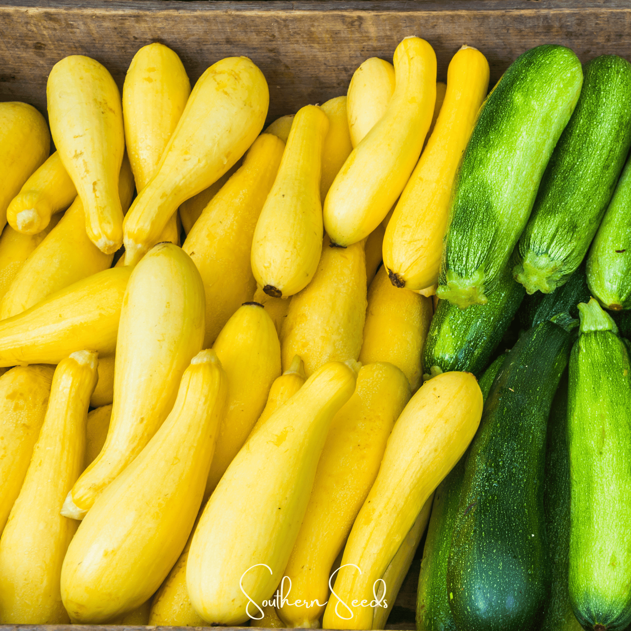 Early Prolific Straightneck Squash Seeds Heirloom Garden Vegetable Plant